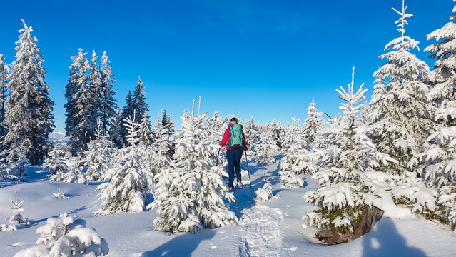 Lone hiker woman surrounded by snow-covered fir trees under bright blue sky in Teufelstein, Styria, Austria. Serene beauty of winter landscapes. Wilderness Austrian Alps. Tranquil escape in nature