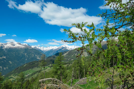 Snow-capped mountains dominate horizon, framed by lush green pine trees under vibrant blue sky with scattered clouds in Stubeck, Austria, showcasing alpine serenity and natural beauty of Austrian Alps