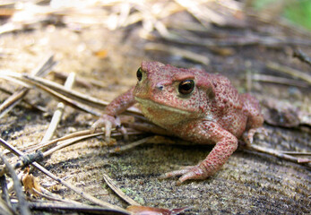 Toad on stump. Macro photograph, toad against a stump background. Skin and eye details, natural surroundings. Side view, slightly blurred background..