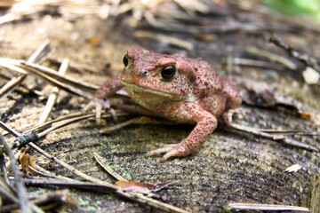 Ropucha na pniu. Macro photograph, toad against a stump background. Skin and eye details, natural surroundings. Side view, slightly blurred background, legs clearly visible.