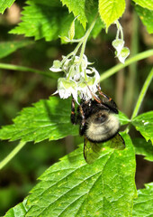 Bumblebee on blackberry. Insect collects pollen from white blackberry flowers. Macro photography, side view, details of bumblebee and flowers.