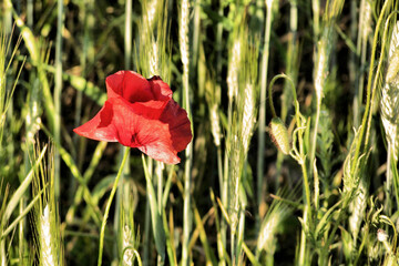 Poppy in wheat field. Red poppy against a green wheat field. Horizontal shot, details of flower and...