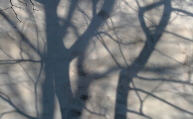Tree Shadows on Frozen Surface in Winter Light