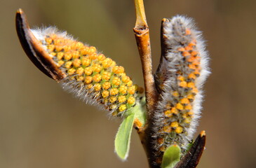 Willow catkins