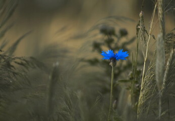 Single cornflower (Centaurea cyanus) blooming among grasses or cereal crops. Soft light and shallow...