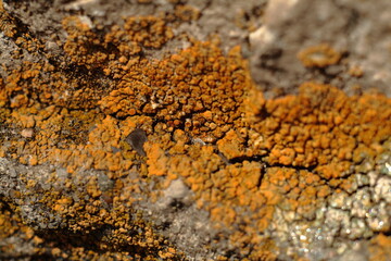 Close-Up of Orange Crustose Lichen Growing on Rock Surface