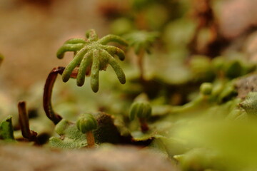 Liverwort