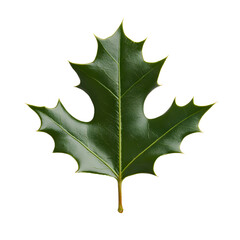 A vibrant green holly leaf with sharp, spiky edges,Its smooth, glossy surface reflects light, enhancing its natural beauty.