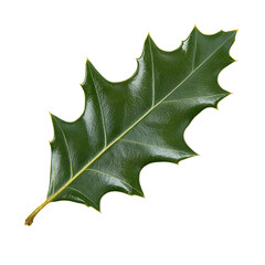 Fototapeta premium A vibrant green holly leaf with sharp, spiky edges,Its smooth, glossy surface reflects light, enhancing its natural beauty.