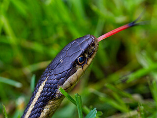 grass snake in the grass