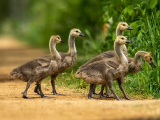 canada goose family
