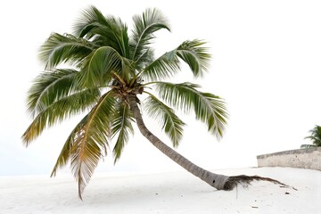Obraz premium Leaning Palm Tree on a White Sand Beach