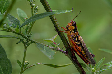grasshopper on the grass