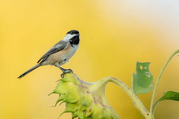 chickadee on sunflower