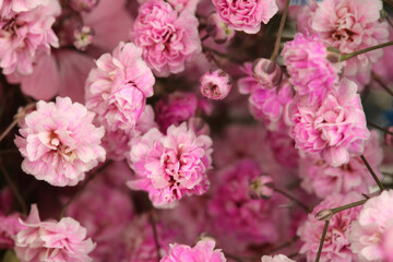 Smoke selective soft focus Gypsophila Flower twig. Nature blur pink background.