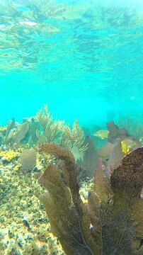 Vibrant Coral Reef and Marine Life in Cozumel, Featuring Pillar Coral and French Grunts 