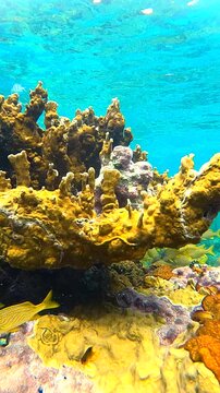 Dynamic Coral Reef Panorama with Yellow Grunt Fish in Cozumel Waters
