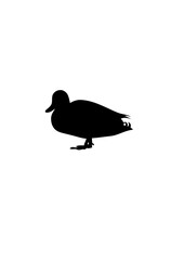canard dessin