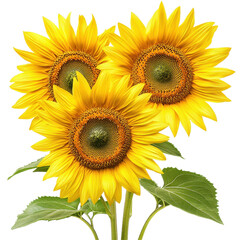 Obraz premium Blooming sunflowers with vibrant yellow petals and green leaves set against a Transparent background, Closeup blooming sunflowers isolated on PNG background