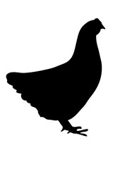 poule dessin