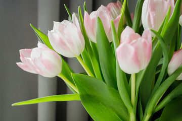Fresh pink tulips bouquet in vase close up