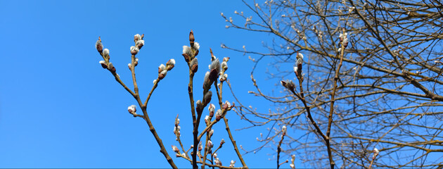 tree branches against blue sky