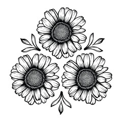 Black and white line illustration of aster flower on a white background. Glebionis segetum.