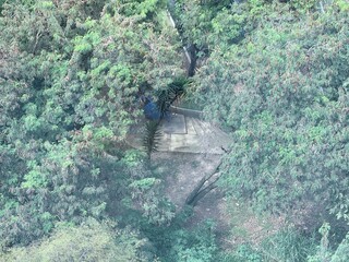 house in the forest