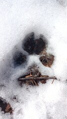 A dog's footprint in the snow