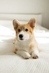 Cheerful corgi dog looking at the camera. Playful corgi. Cute domestic dog.
