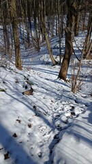 A ravine in the forest covered with snow in spring
