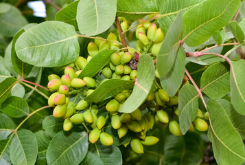 photo of fresh pistachios on a tree