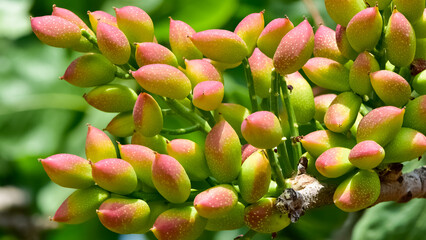 photo of fresh pistachios on a tree