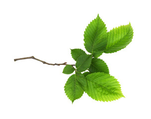 Closeup of branch of fresh green elm-tree leaves isolated on white or transparent background