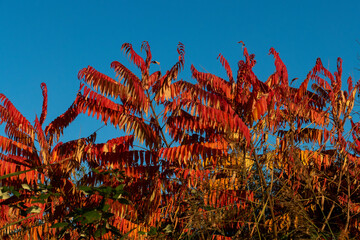 Herbslaub am Essigbaum, Hirschkolbensumach,  vor strahlend blauem Himmel