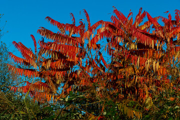Herbslaub am Essigbaum, Hirschkolbensumach,  vor strahlend blauem Himmel
