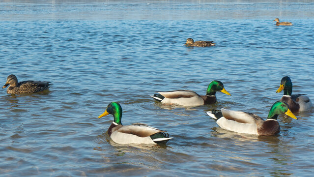 In a city pond at the end of winter, a lively flock of ducks navigates the icy waters, showcasing their resilience against the cold as they prepare for the arrival of spring.