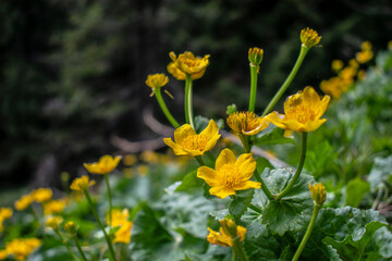 yellow flowers at close range