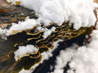 Champignons enneig&eacute;s sur tronc