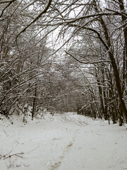 Nature enneig&eacute;e