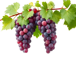 Fototapeta premium bunch of grapes