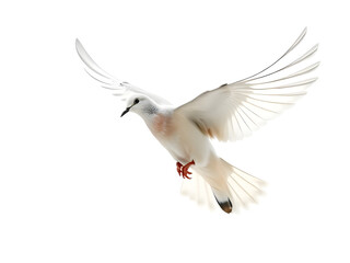 dove isolated on white