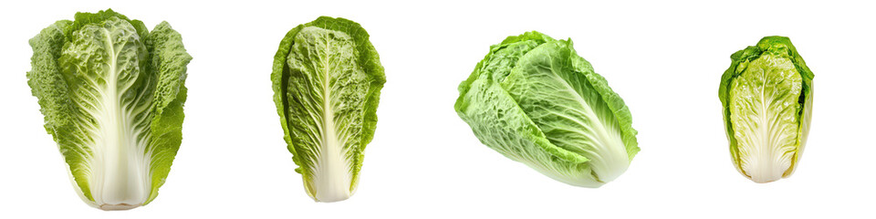 Four green Napa cabbages in different sizes show crisp leaves and delicate veins.