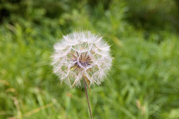 Inflorescence of a meadow goat's beard flower on a blurred meadow in summer
