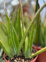 Obraz premium A close-up shot of fresh aloe vera leaves, showcasing the plant's natural green color and textured leaves. Known for its medicinal properties, aloe vera adds a natural touch to any indoor or garden