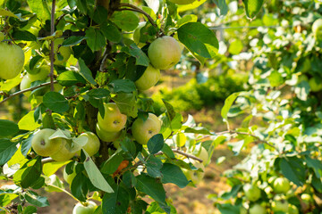 Green apples waiting to be picked. Sunny day.