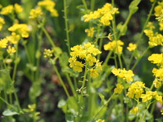 菜の花とミツバチ