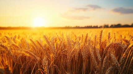 Naklejka premium Golden wheat field bathed in sunlight during a beautiful sunset