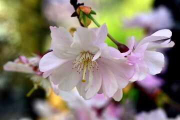 Nahaufnahme von Zierkirschblüten
