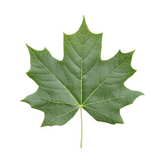 Fototapeta premium Isolated green leaf with detailed veins, showcasing its natural textures and symmetrical design against a plain background.
